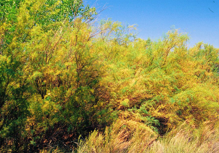 Saltcedar柳-一種常見入侵性非本地樹對西部水生環境的威脅巨大