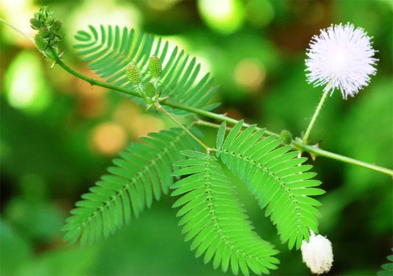 含羞草-一棵美麗但又具有侵略性的樹