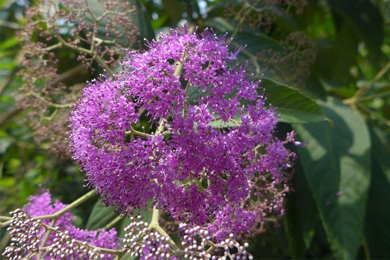 如何管理和識別美國Beautyberry-裸花紫珠