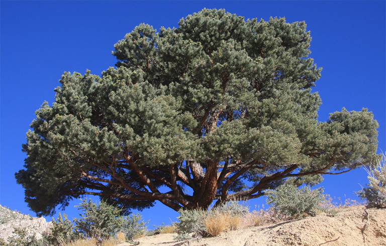 Pinyon Pine-北美排名前100的普通樹