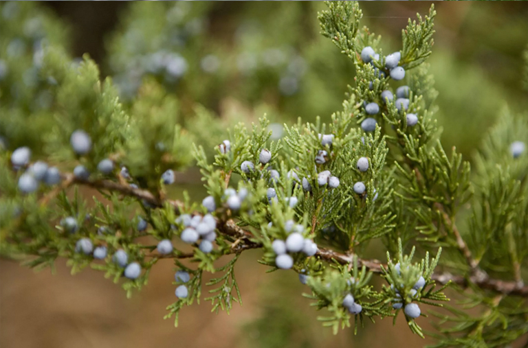 東部紅杉北美杜松（Juniperus virginiana）-北美百大常見樹