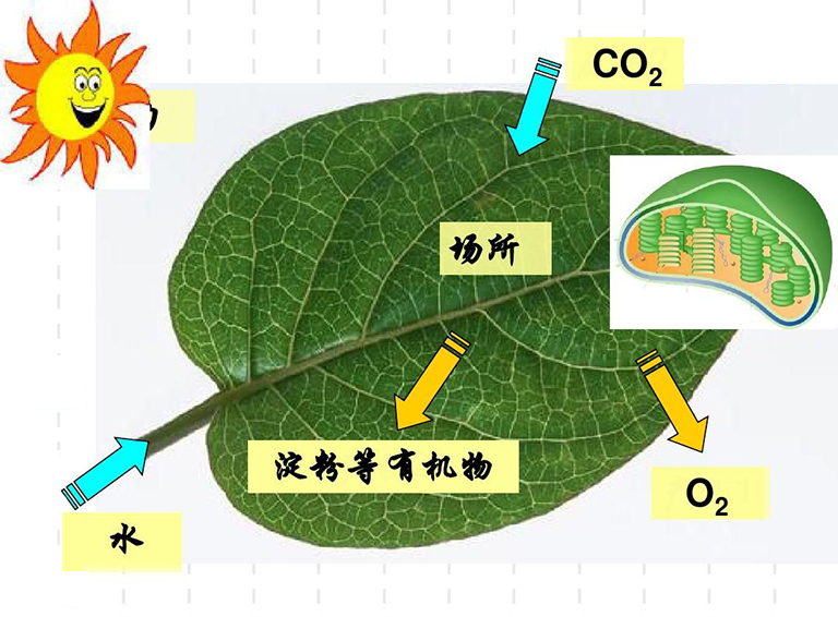 植物光合作用詞匯術(shù)語(yǔ)和定義-光合作用詞匯表以供查看或抽認(rèn)