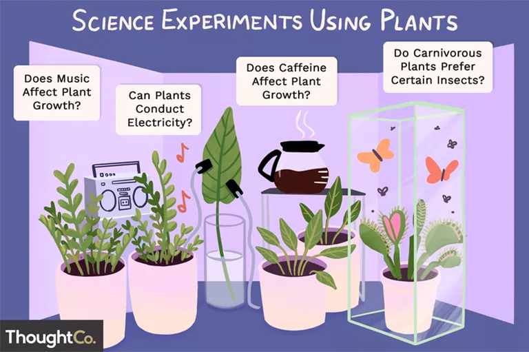 使用植物進行科學實驗的23種想法