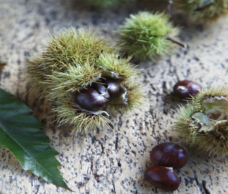 11月在植物花園里要做的工作—播種、設計和裝飾（上）