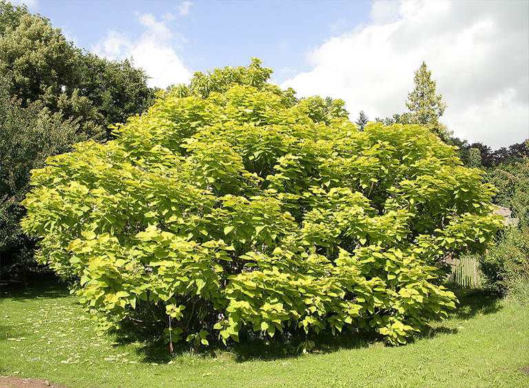 Catalpa.jpg Catalpa