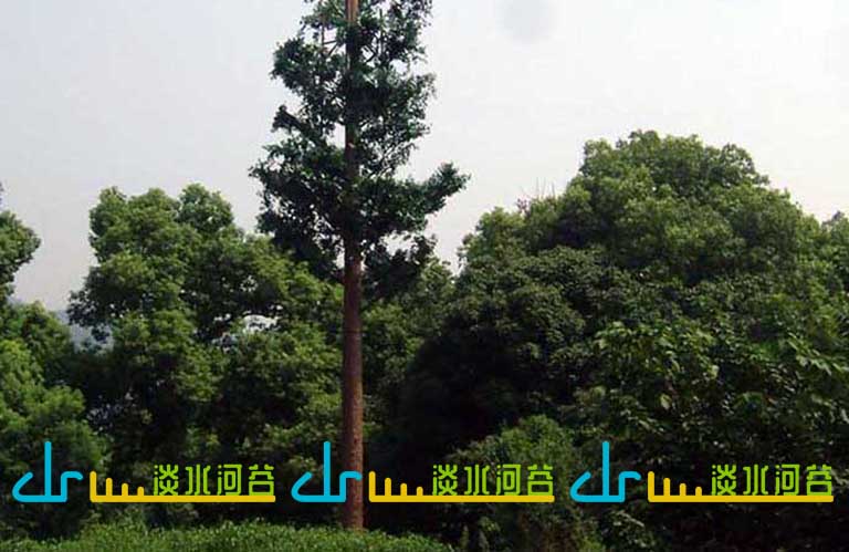 假樹