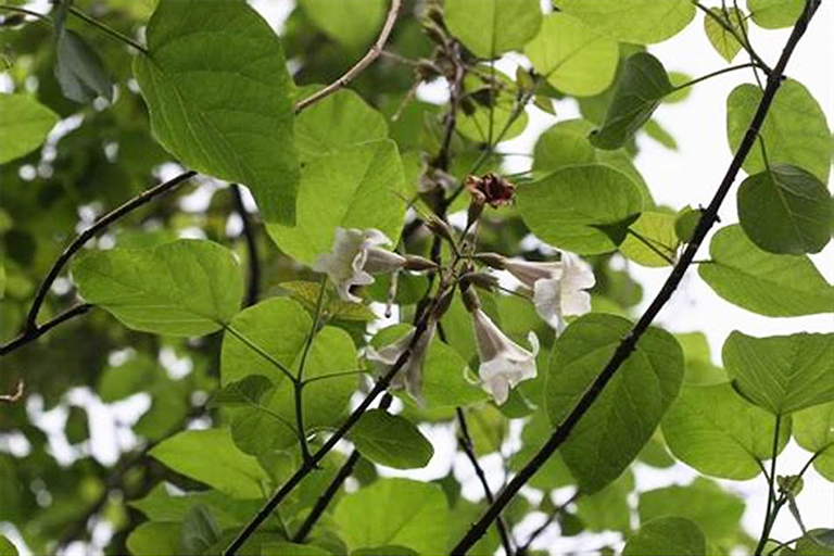 泡桐樹(shù).jpg 泡桐樹(shù)