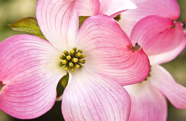 山茱花樹