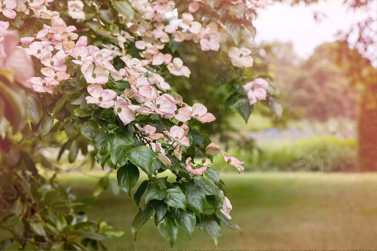 山茱花樹