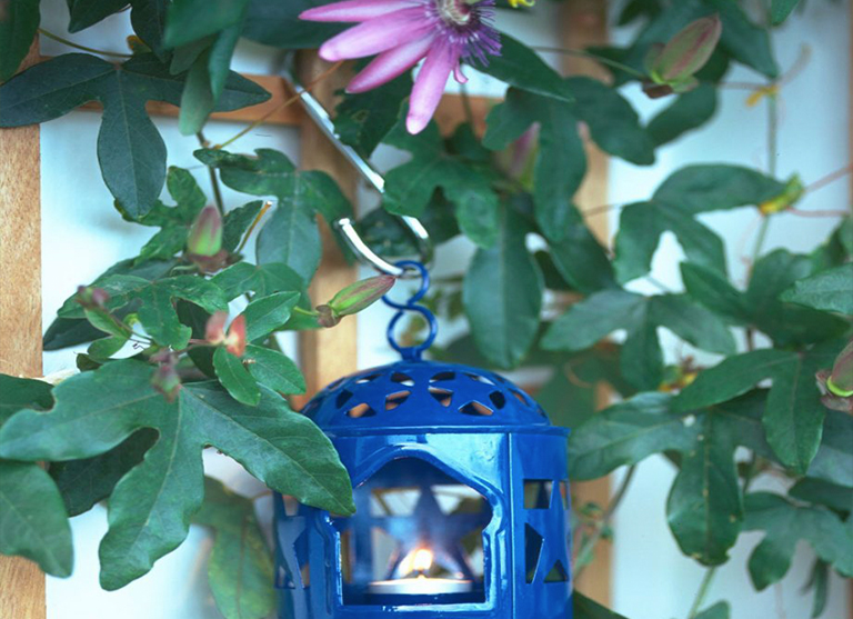 植物.jpg 植物