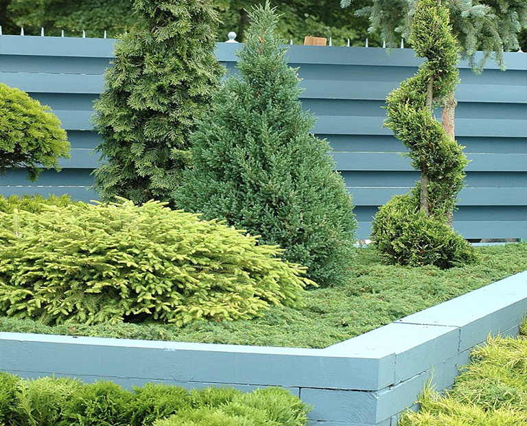 植物